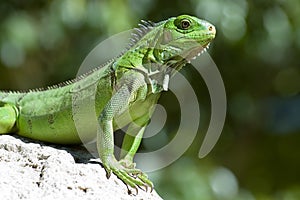 Male Green Iguana photo