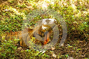 Male green iguana among the grass in Tortuguero