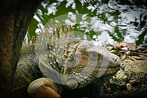 Male green iguana in its natural environment.