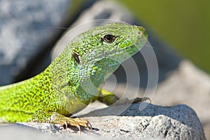 A male of green lizard / Lacer