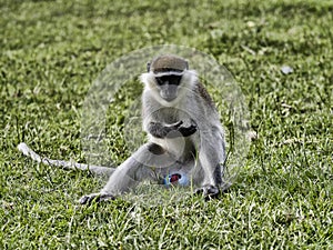 Male Green Monkey, Chlorocebus aethiops, resting on lawn by lake, Awassa, Ethiopia