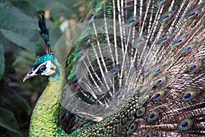 Male Green Peafowl (Peacock)