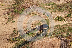 Male Green Peafowl (Peacock) in nature