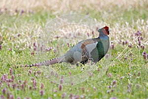 Male Green Pheasant in the fallow field
