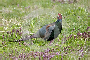 Male Green Pheasant in the fallow field