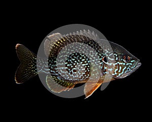 Male Green Sunfish and PumpkinSeed Sunfish Hybrid Isolated on Black