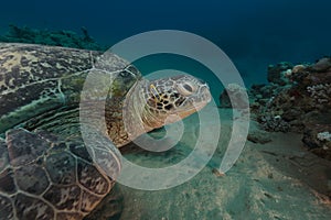 Male green turtle and pyama chromodorid in the Red Sea.