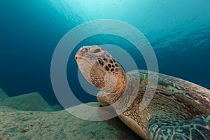 Male green turtle in the Red Sea.