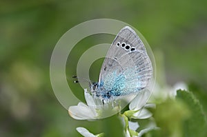 A male Green-underside Blue butterfly