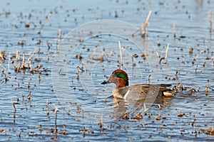 Male Green-Winged Teal