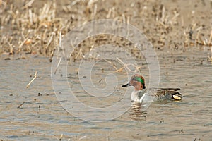 Male Green-Winged Teal