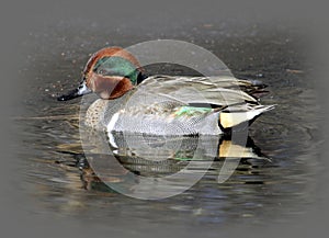 Male Green-winged Teal Duck