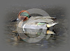 Male Green-winged Teal Duck photo