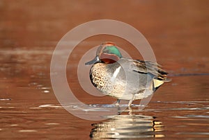 Male Green Winged Teal on the Ice photo