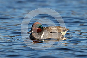 Male Green Winged Teal Swimming on Blue Water photo