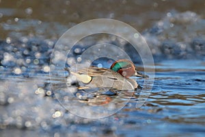 Male Green Winged Teal Swimming in a Water Splash