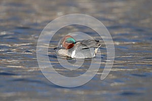 Male Green Winged Teal Swimming on a Winter Lake photo