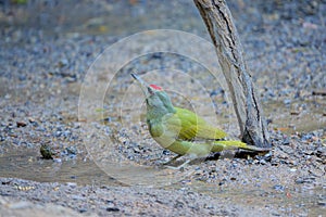 Male green woodpecker