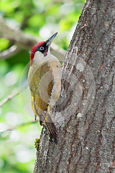 Male green woodpecker