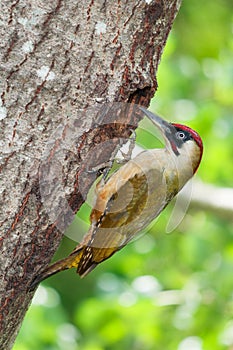 Male green woodpecker at the entrance of the nest