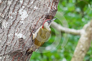 Male green woodpecker at nest