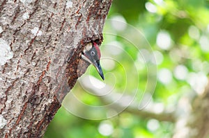 Male green woodpecker peeping out of nest hole