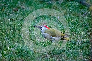 Male Green Woodpecker Picus viridis feeding on garden lawn