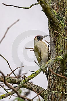 Male Green Woodpecker Picus viridis on a tree