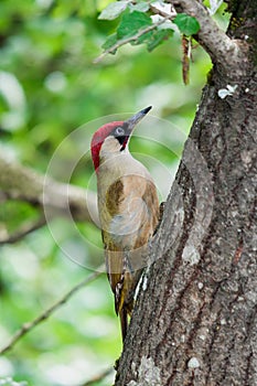 Male green woodpecker on a poplar tree