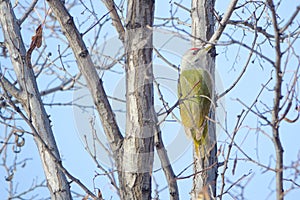 Green woodpecker photo