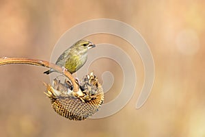 Male greenfinch