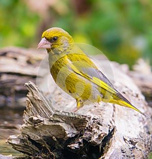 Male Greenfinch