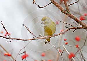 Male greenfinch filmed on a branch