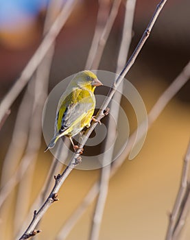 Male Greenfinch on a twig