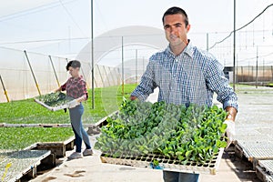 Male greenhouse worker carries box of sprouts in hands