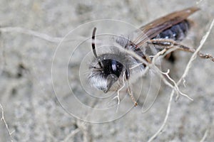 A male  grey-backed mining bee, Andrena vaga, hanging on unearthed roots of vegetation