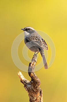 Male Grey Bushchat perching on a perch