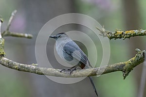 Male Grey Catbird bird in Michigan
