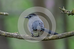 Male Grey Catbird bird in Michigan