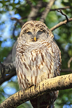 A Grey Owl perched on a tree barnch.