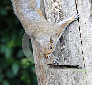 Male Grey Squirrel