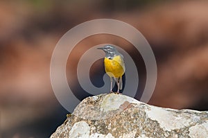 Male grey wagtail front