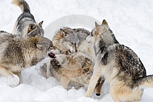 Male Grey Wolves (Canis lupus) Pile on Female of Pack Winter