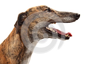 Male Greyhound