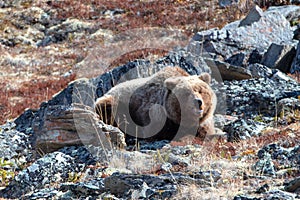 Male Grizzly Bear [ursus arctos horribilis] in the mountain above the Savage River in Denali National Park in Alaska Ua