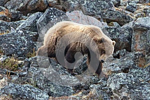 Male Grizzly Bear [ursus arctos horribilis] in the mountain above the Savage River in Denali National Park in Alaska USA