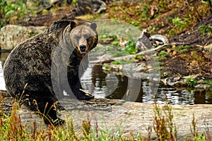 A male grizzly bear Ursus arctos horribilis sitting on tree trunk in the woods