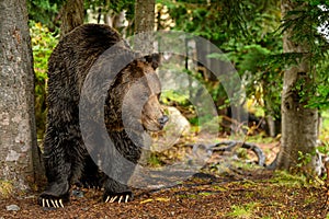 A male grizzly bear Ursus arctos horribilis in the woods photo