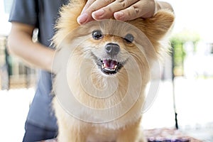 Male groomer haircut Pomeranian dog on the table of outdoor. process of final shearing of a dog`s hair with scissors.