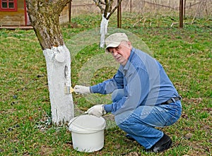 A male grower whitens the trunk of an apple tree. Spring garden work